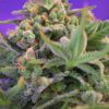 Sweet Cheese Sweet Seeds