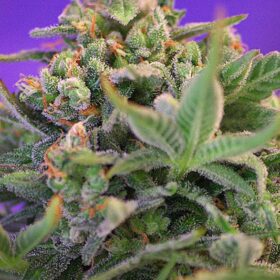 Sweet Cheese Sweet Seeds