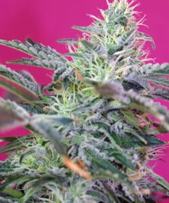 Sweet Cheese Auto Sweet Seeds