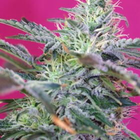 Sweet Cheese Auto Sweet Seeds