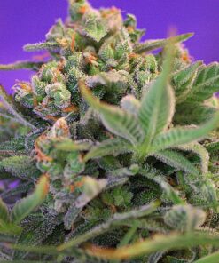 Sweet Cheese Fast Sweet Seeds