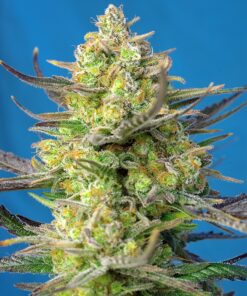 Sweet Cheese XL Auto Sweet Seeds