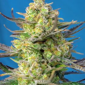 Sweet Cheese XL Auto Sweet Seeds