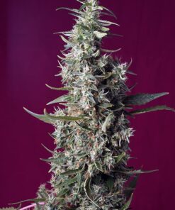 Sweet Cherry Pie Sweet Seeds