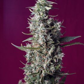 Sweet Cherry Pie Sweet Seeds