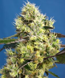Sweet Gelato Auto Sweet Seeds