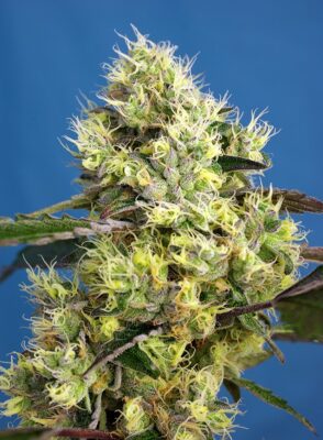 Sweet Gelato Auto Sweet Seeds