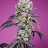 Sweet Mandarine Zkittlez Fast Version F1 Sweet Seeds