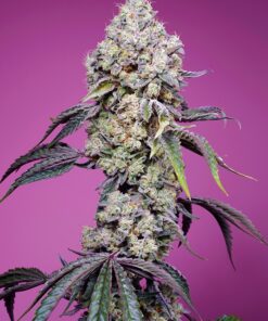 Sweet Mandarine Zkittlez Fast Version F1 Sweet Seeds