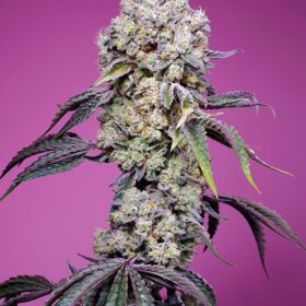 Sweet Mandarine Zkittlez Fast Version F1 Sweet Seeds