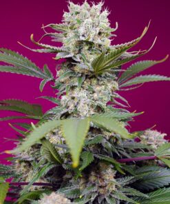 Sweet Mandarine Zkittlez XL Auto Sweet Seeds