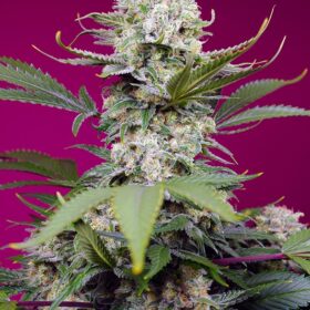 Sweet Mandarine Zkittlez XL Auto Sweet Seeds