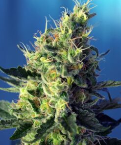 Sweet Pure CBD Sweet Seeds
