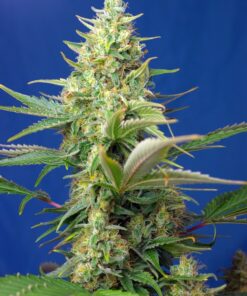 Sweet Pure CBD Auto Sweet Seeds