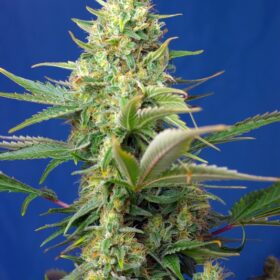 Sweet Pure CBD Auto Sweet Seeds