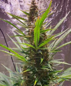 Sweet Skunk Auto Royal Queen Seeds