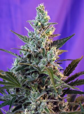 Sweet Skunk Auto Sweet Seeds