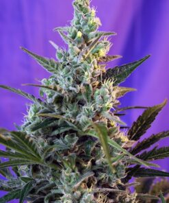 Sweet Skunk Fast Sweet Seeds