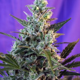 Sweet Skunk Fast Sweet Seeds