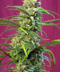 Sweet Tai Sweet Seeds