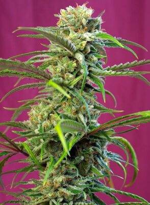 Sweet Tai Sweet Seeds