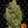 Sweet Tooth #1 Barneys Farm Seeds