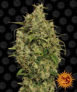 Sweet Tooth #1 Barneys Farm Seeds