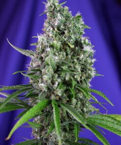 Sweet Trainwreck Auto Sweet Seeds