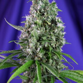 Sweet Trainwreck Auto Sweet Seeds