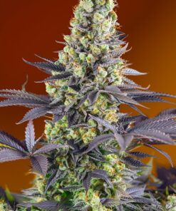 Sweet Zenzation Sweet Seeds