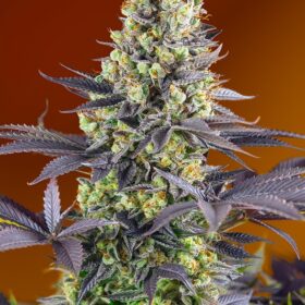 Sweet Zenzation Sweet Seeds