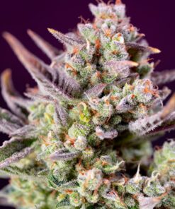 Sweet Zenzation XL Auto Sweet Seeds