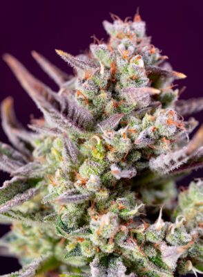 Sweet Zenzation XL Auto Sweet Seeds