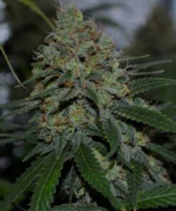 Sweet ZZ Royal Queen Seeds