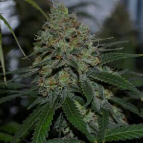 Sweet ZZ Royal Queen Seeds