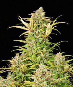 Sweet ZZ Auto Royal Queen Seeds