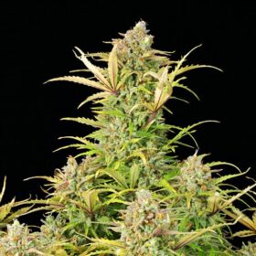 Sweet ZZ Auto Royal Queen Seeds