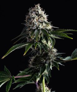 Swiss Dream CBD Kannabia Seeds