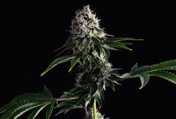 Swiss Dream CBD Kannabia Seeds