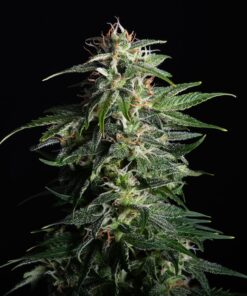 Swiss Dream CBD Auto Kannabia Seeds