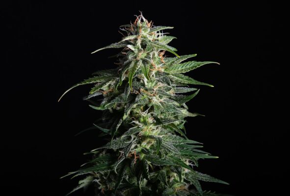 Swiss Dream CBD Auto Kannabia Seeds
