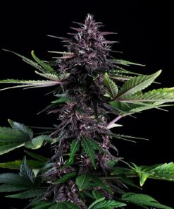 Swiss Dream Rose CBD Auto Kannabia Seeds