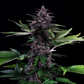 Swiss Dream Rose CBD Auto Kannabia Seeds
