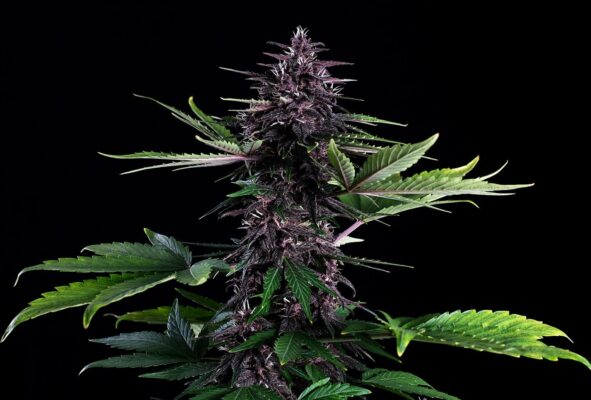 Swiss Dream Rose CBD Auto Kannabia Seeds