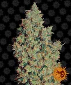 Tangerine Dream Barneys Farm Seeds