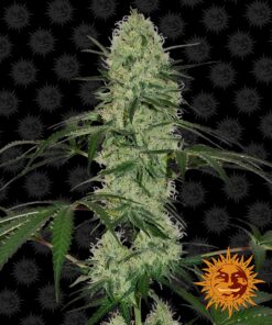 Tangerine Dream Auto Barneys Farm Seeds