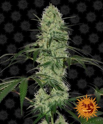 Tangerine Dream Auto Barneys Farm Seeds