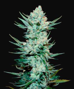 Tangie Auto
