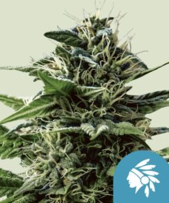 Tatanka Pure CBD Royal Queen Seeds