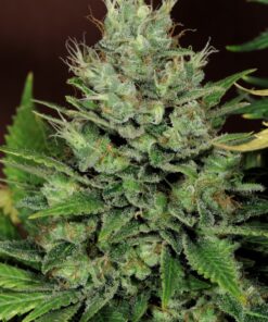 Thai Fantasy Kannabia Seeds